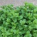 菜用薄荷种子易活食用薄荷种子可吃四季播种室内驱蚊盆栽花种