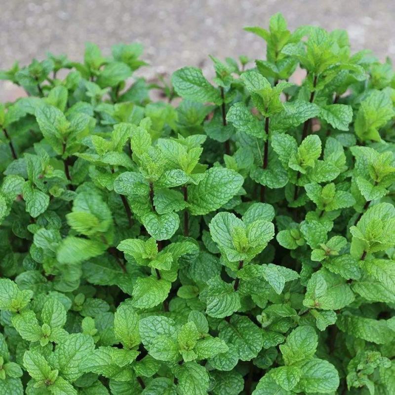 菜用薄荷种子易活食用薄荷种子可吃四季播种室内驱蚊盆栽花种