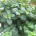 菜用薄荷种子易活食用薄荷种子可吃四季播种室内驱蚊盆栽花种