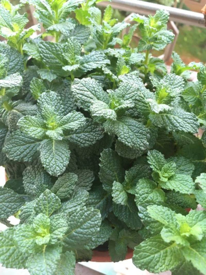 菜用薄荷种子易活食用薄荷种子可吃四季播种室内驱蚊盆栽花种