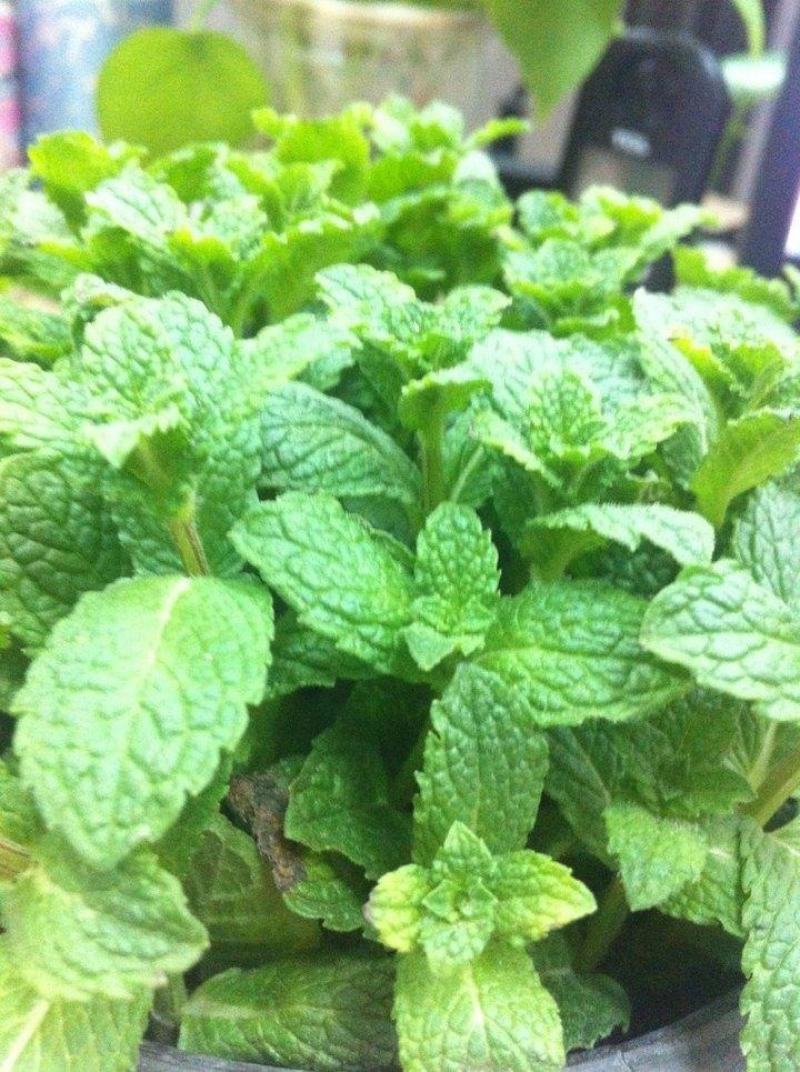 菜用薄荷种子易活食用薄荷种子可吃四季播种室内驱蚊盆栽花种