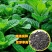 菜用薄荷种子易活食用薄荷种子可吃四季播种室内驱蚊盆栽花种