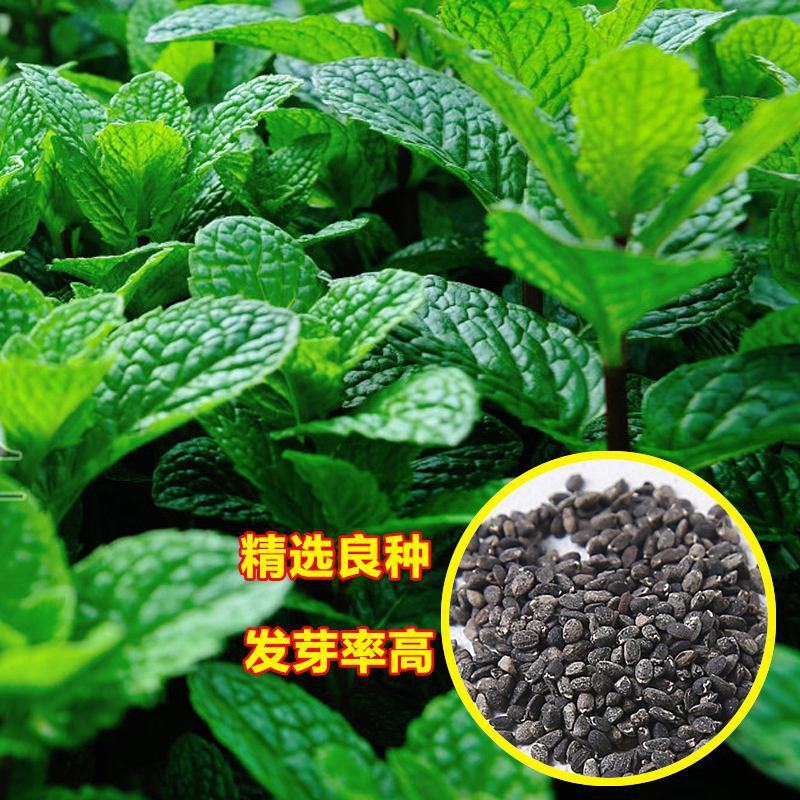 菜用薄荷种子易活食用薄荷种子可吃四季播种室内驱蚊盆栽花种