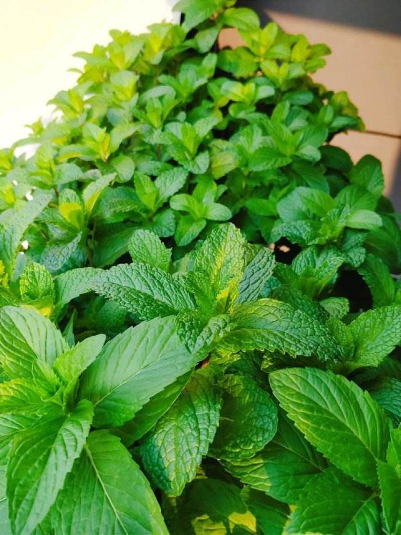 菜用薄荷种子易活食用薄荷种子可吃四季播种室内驱蚊盆栽花种