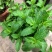 菜用薄荷种子易活食用薄荷种子可吃四季播种室内驱蚊盆栽花种