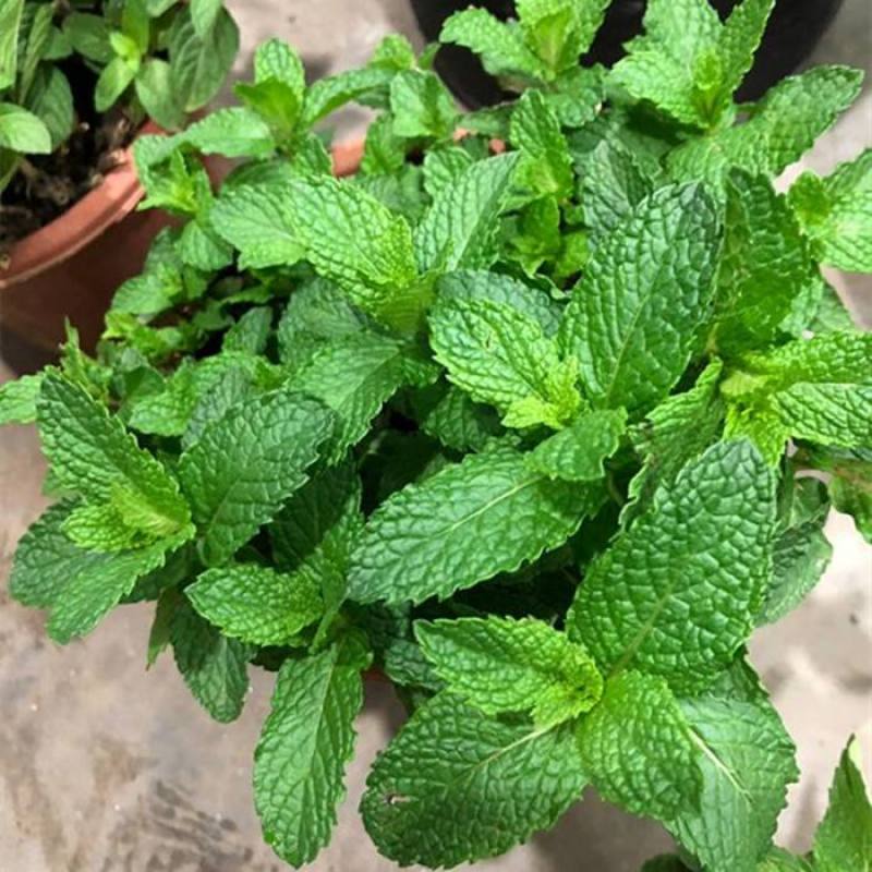 菜用薄荷种子易活食用薄荷种子可吃四季播种室内驱蚊盆栽花种