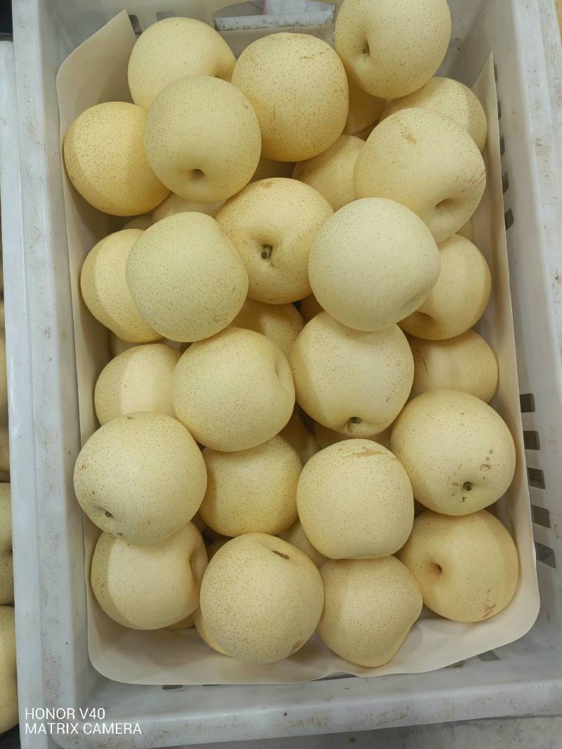 皇冠梨