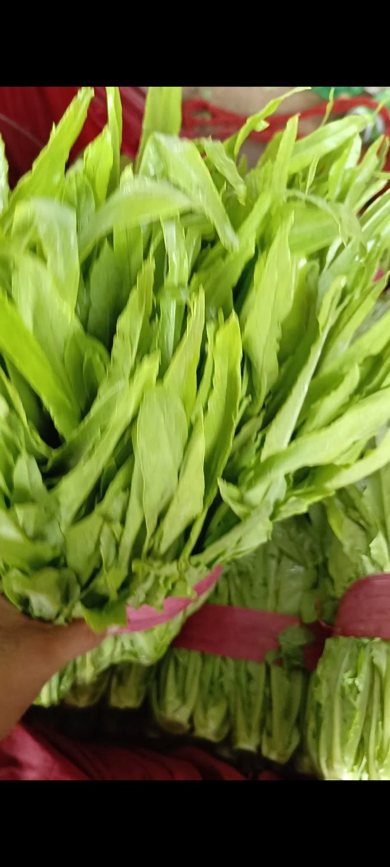 大家好我是河北省邯郸市永年区油麦市场，需要你就联系我