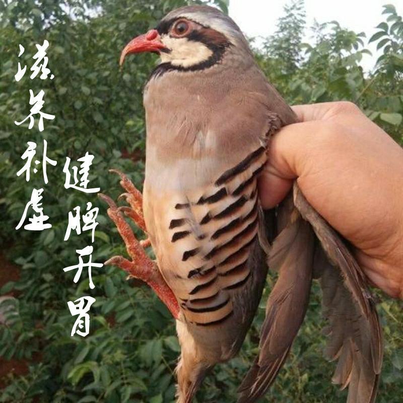 鹧鸪飞龙石鸡80天白条，活体都有，白条真空包装，