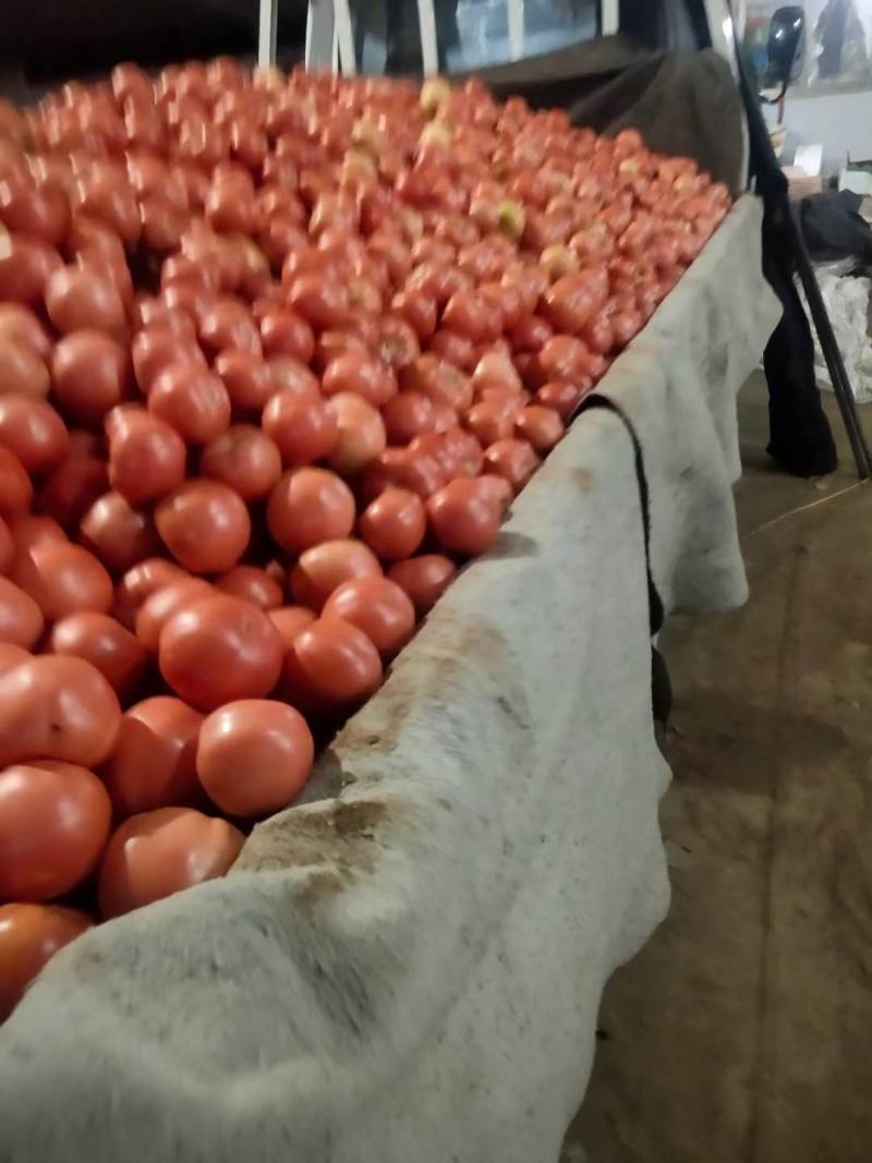西红柿，精品，通货，基地大量供应，欢迎采购