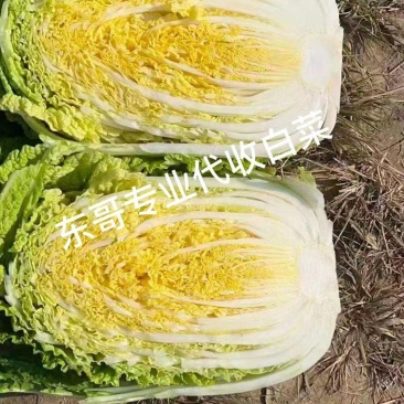 东北黄心大白菜