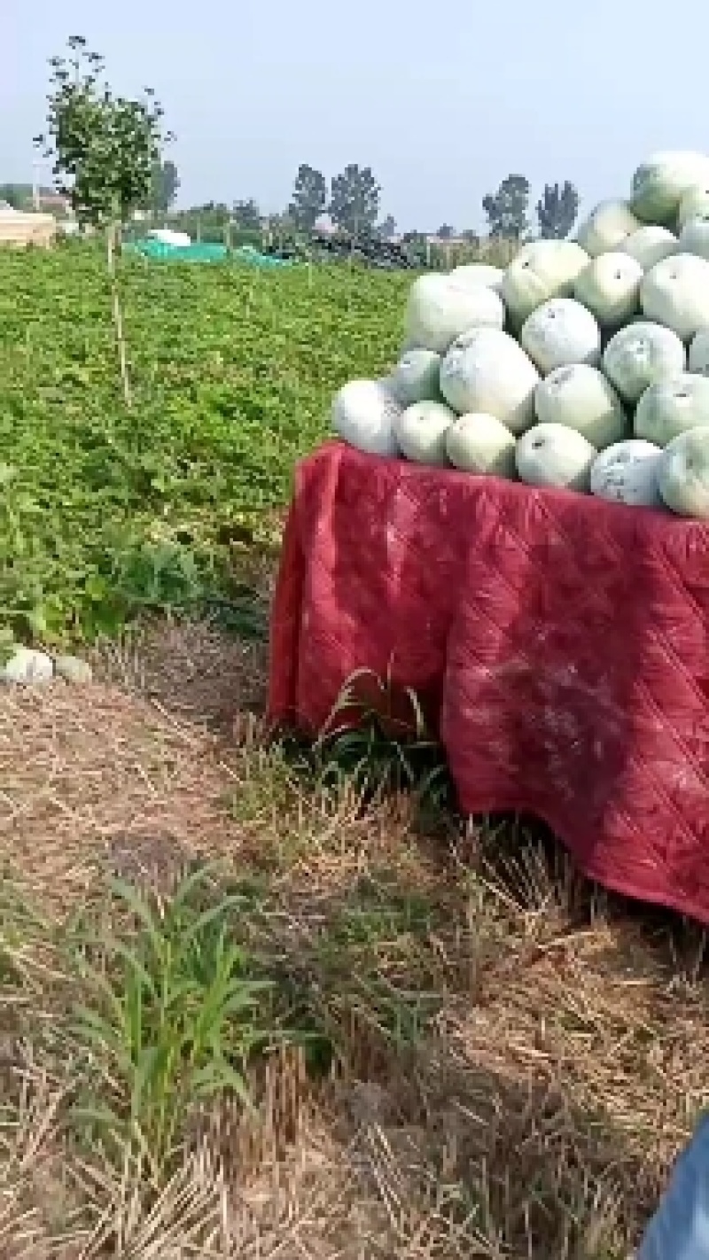 白皮冬瓜，量大