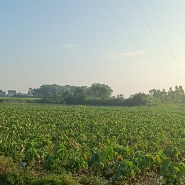 【推荐】广西槟榔芋头量大从优全国代发欢迎来电咨询