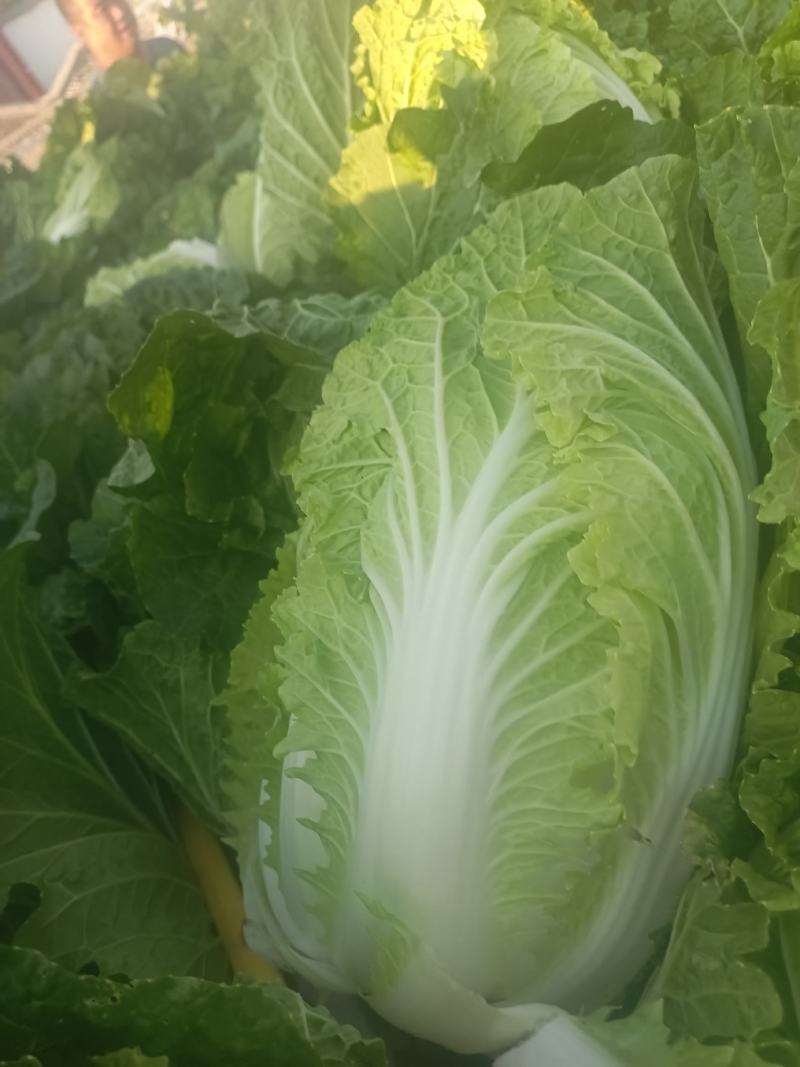 白菜