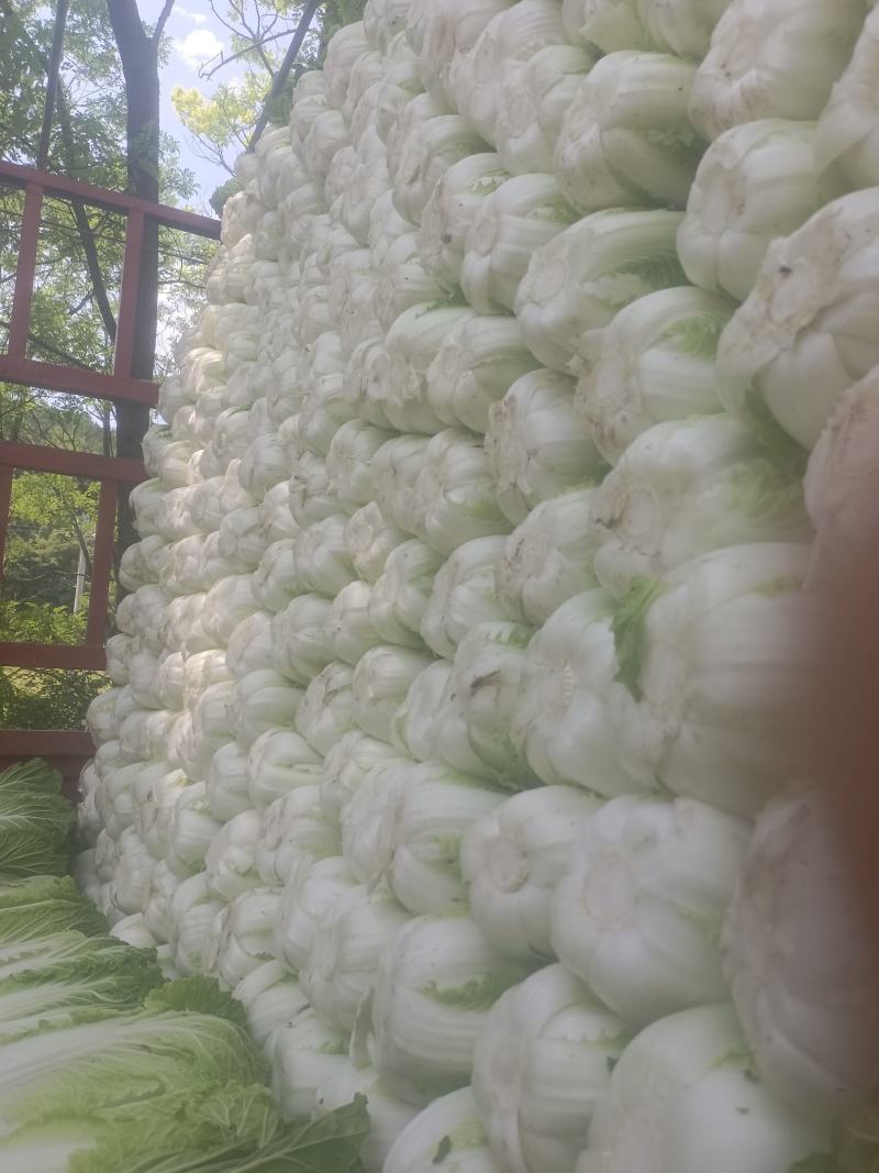 白菜