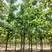 河南产地直供复叶槭10-15公分品种规格齐全可线上看