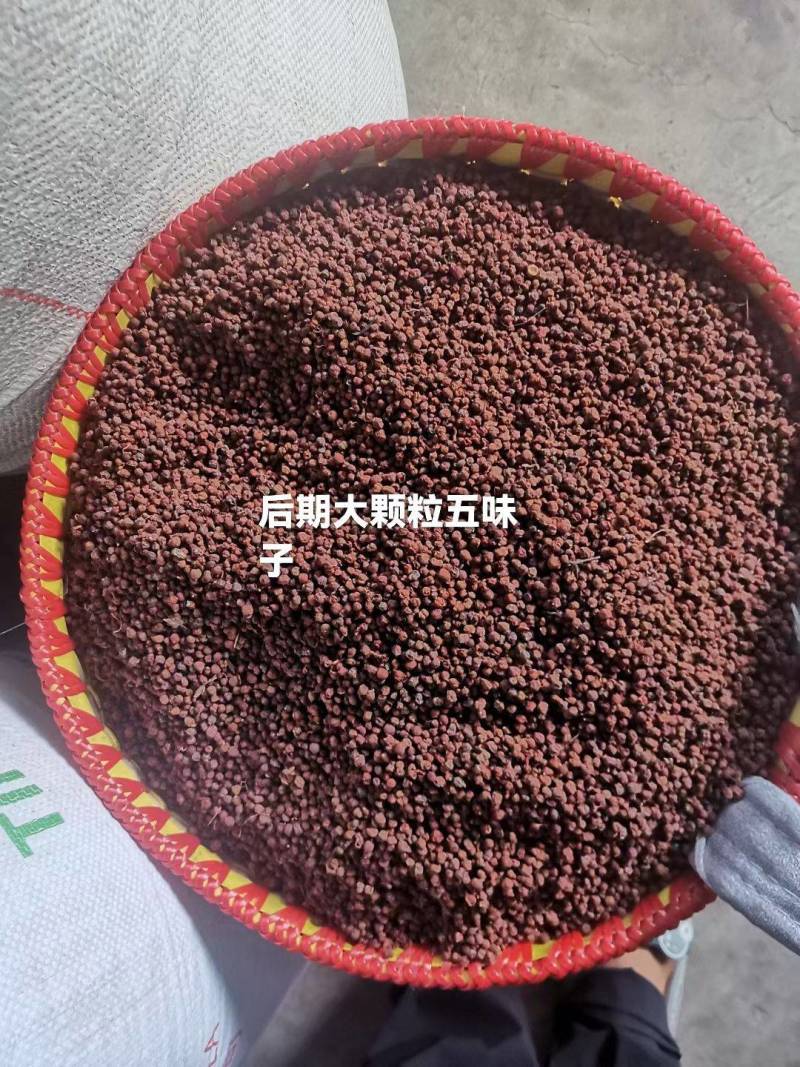 【产地降价】：新货野生南五味子秦岭高山大颗粒后期水煮货。