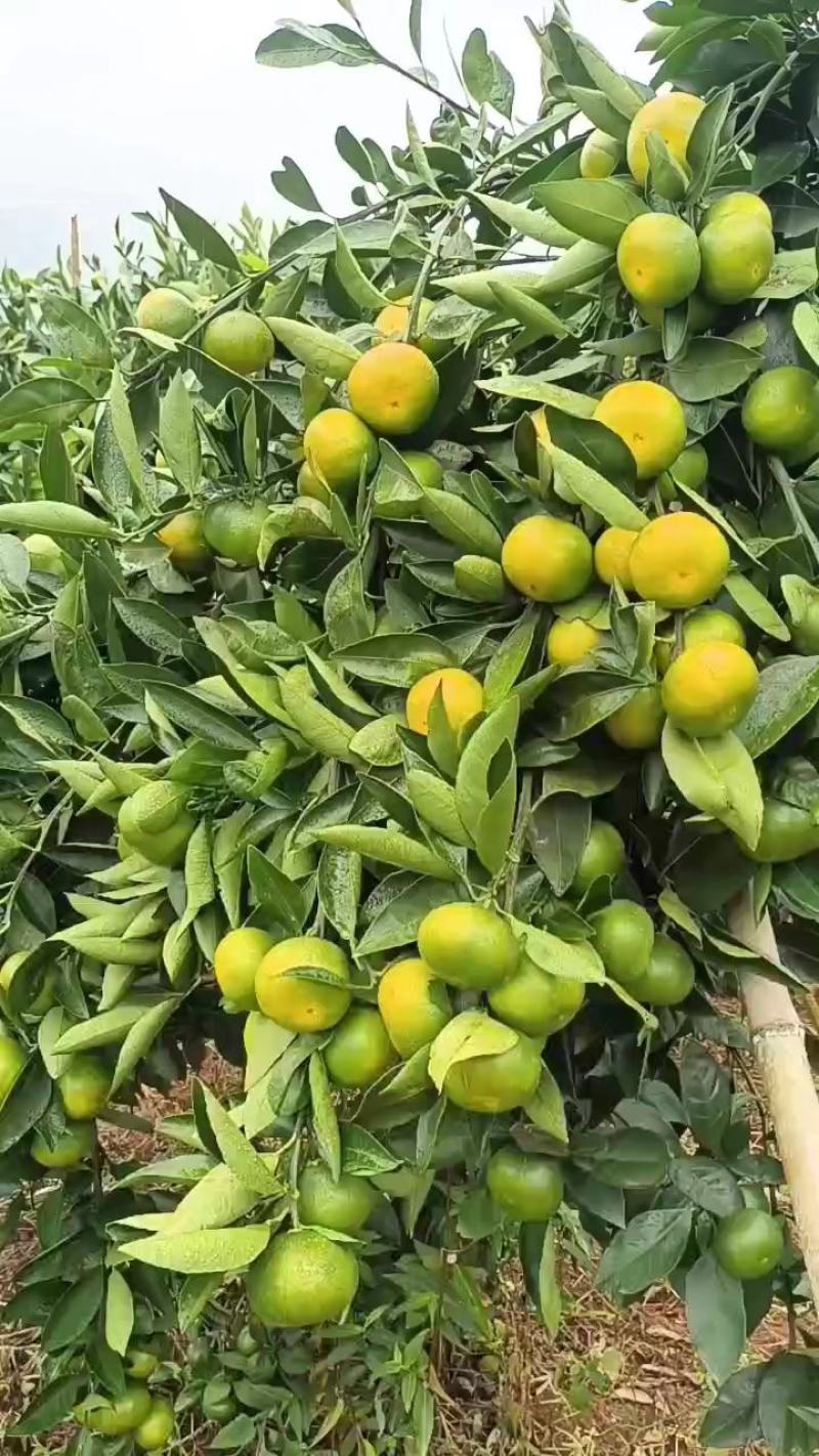 云南密橘大量上市了