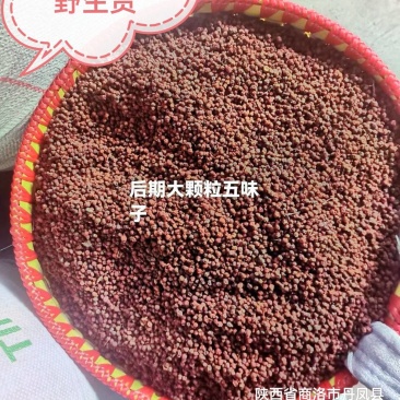 【产地降价】：新货野生南五味子秦岭高山大颗粒后期水煮货。