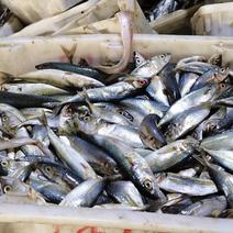 青占鱼鲭鱼舟山各种饲料用鱼货，一手货源保质保量