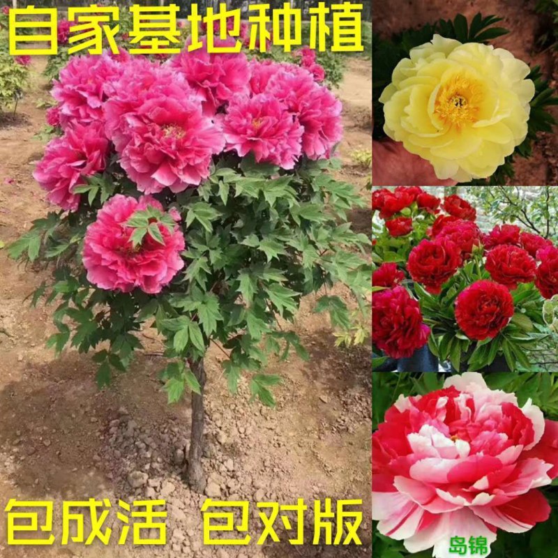 山东独杆牡丹花树苗室外观赏重瓣花苗庭院别墅地栽植物
