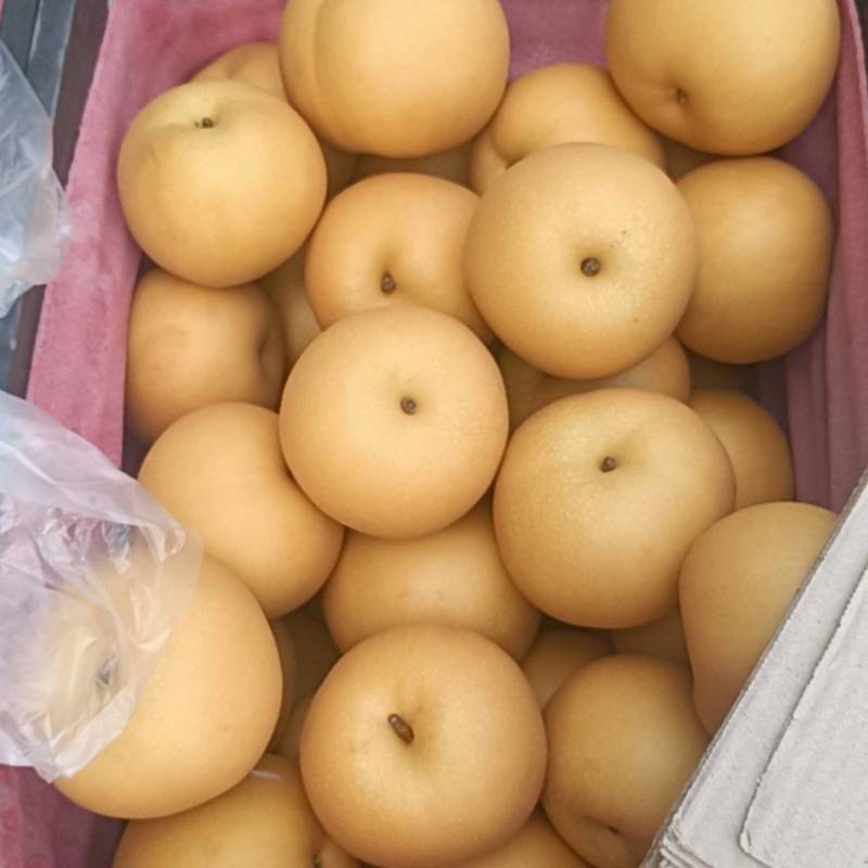秋月梨