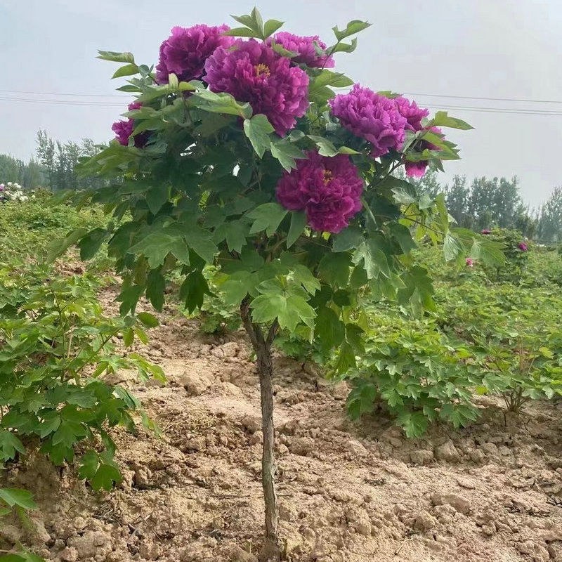 山东独杆牡丹花树苗室外观赏重瓣花苗庭院别墅地栽植物