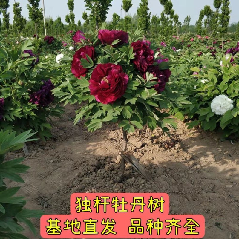 山东独杆牡丹花树苗室外观赏重瓣花苗庭院别墅地栽植物