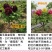 山东独杆牡丹花树苗室外观赏重瓣花苗庭院别墅地栽植物