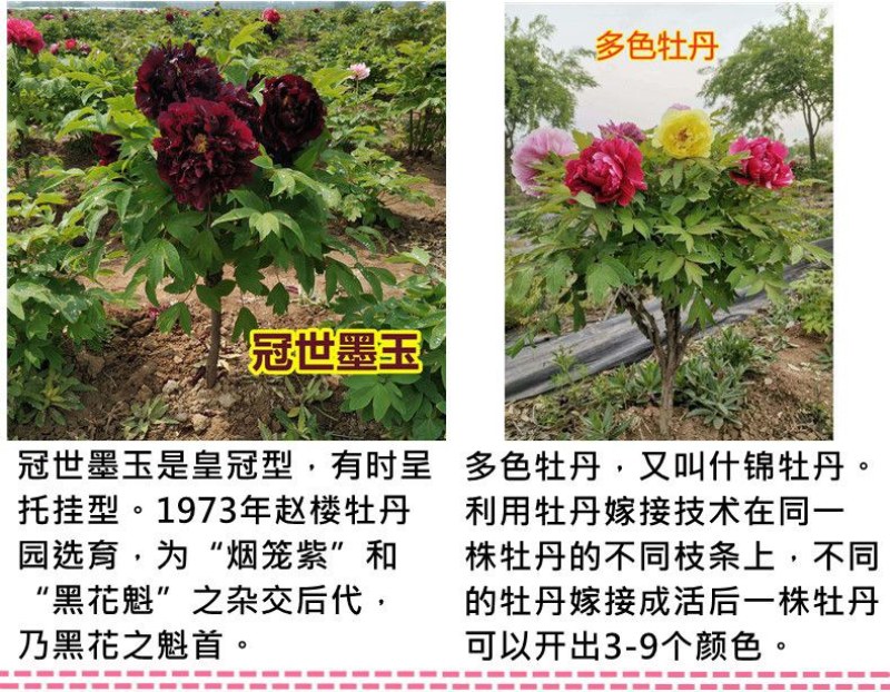 山东独杆牡丹花树苗室外观赏重瓣花苗庭院别墅地栽植物