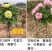 山东独杆牡丹花树苗室外观赏重瓣花苗庭院别墅地栽植物
