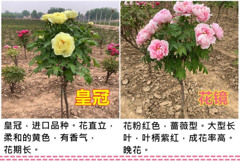 山东独杆牡丹花树苗室外观赏重瓣花苗庭院别墅地栽植物