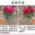 山东独杆牡丹花树苗室外观赏重瓣花苗庭院别墅地栽植物
