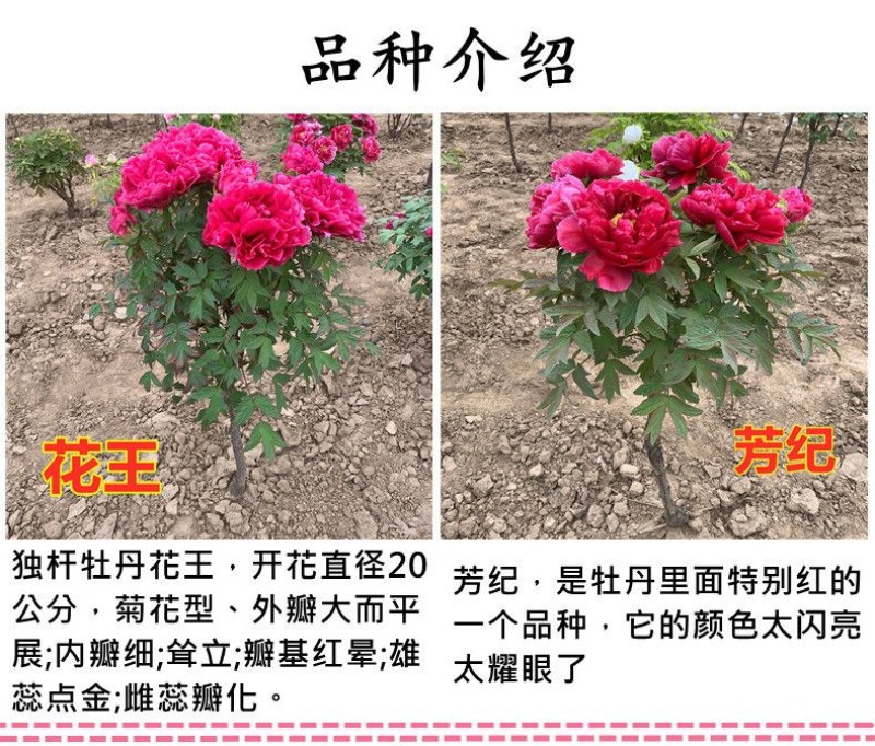 山东独杆牡丹花树苗室外观赏重瓣花苗庭院别墅地栽植物