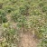 山东独杆牡丹花树苗室外观赏重瓣花苗庭院别墅地栽植物