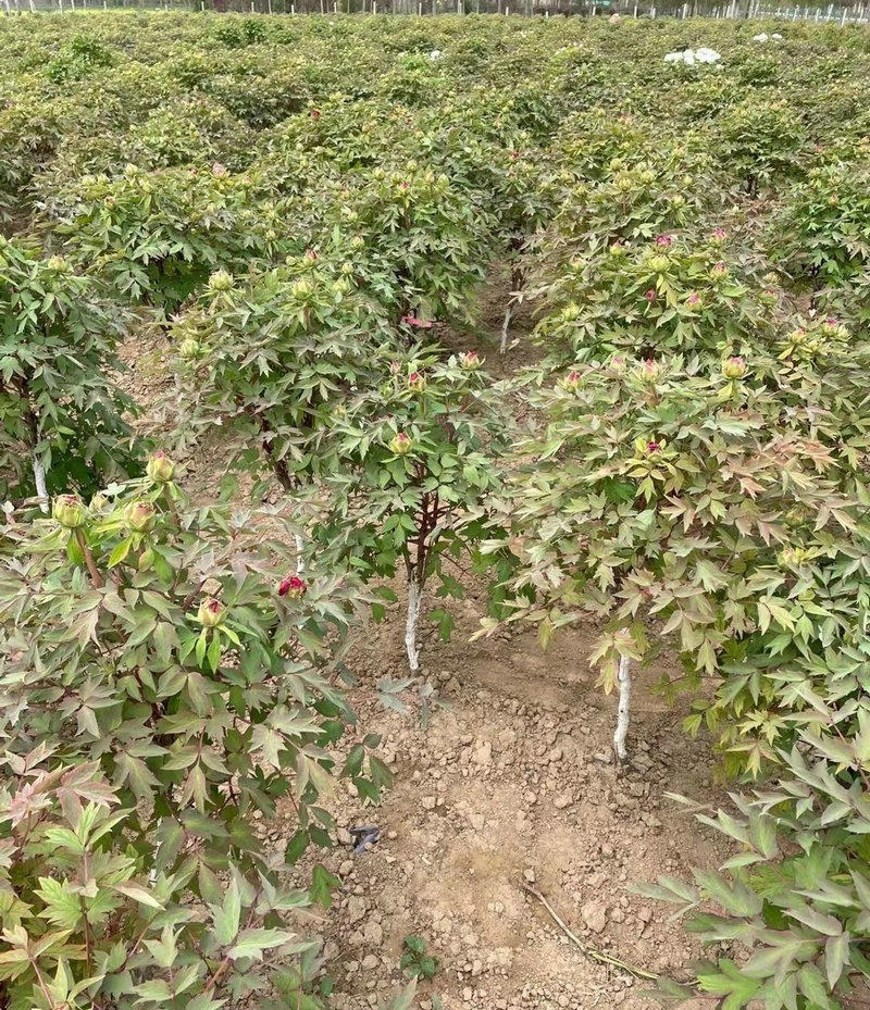 山东独杆牡丹花树苗室外观赏重瓣花苗庭院别墅地栽植物
