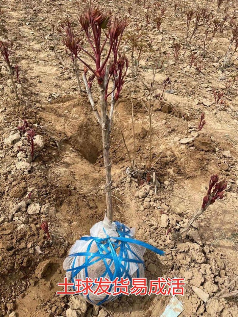 山东独杆牡丹花树苗室外观赏重瓣花苗庭院别墅地栽植物