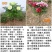 山东独杆牡丹花树苗室外观赏重瓣花苗庭院别墅地栽植物
