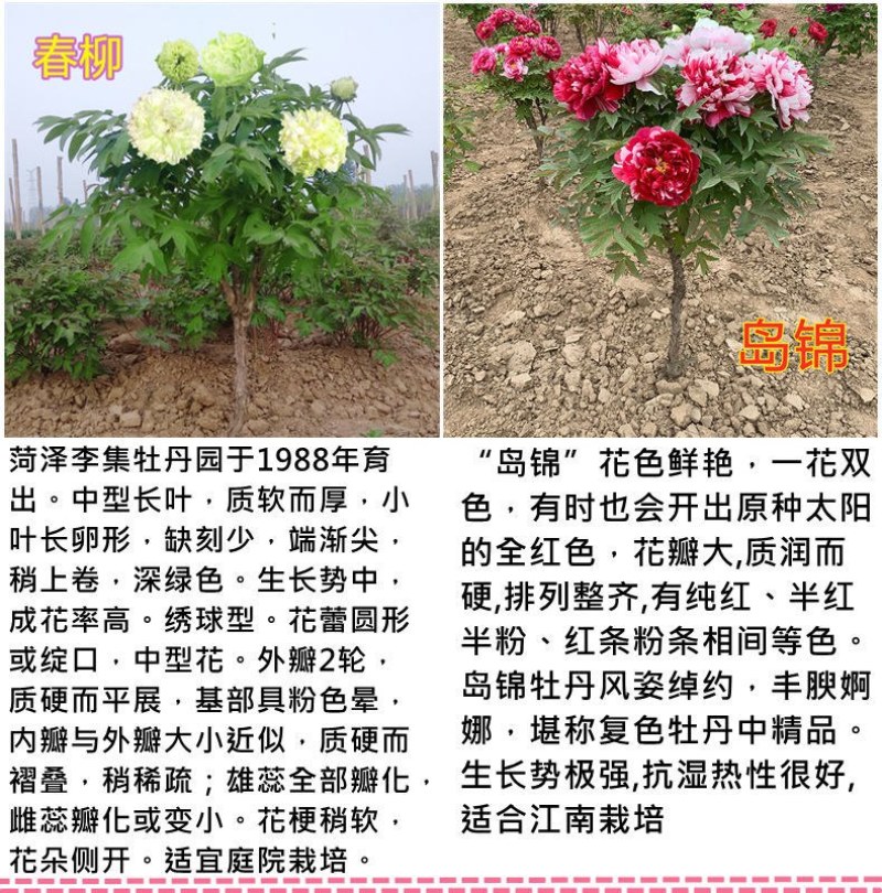 山东独杆牡丹花树苗室外观赏重瓣花苗庭院别墅地栽植物
