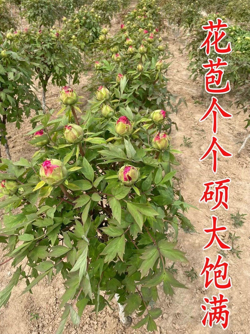 山东独杆牡丹花树苗室外观赏重瓣花苗庭院别墅地栽植物