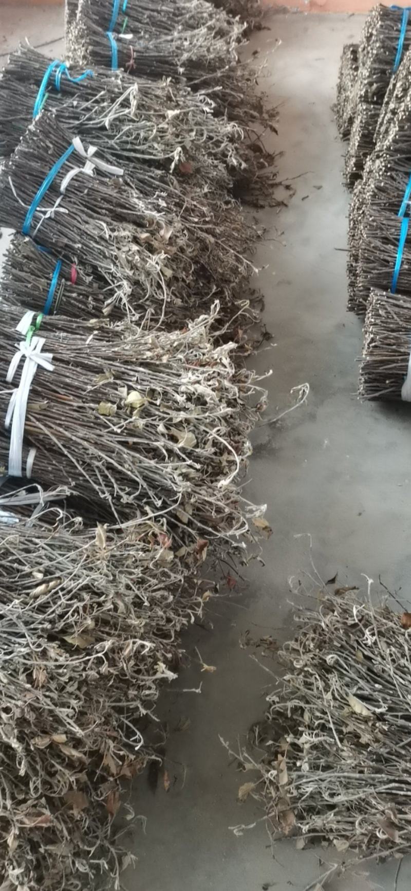 大量现货金蝉卵枝苹果卵枝金蝉种苗量大优惠