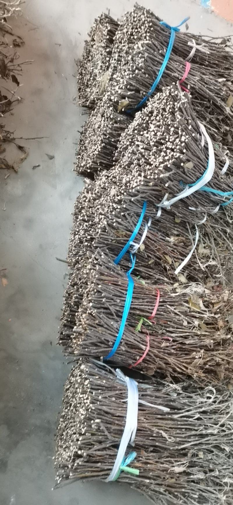 大量现货金蝉卵枝苹果卵枝金蝉种苗量大优惠