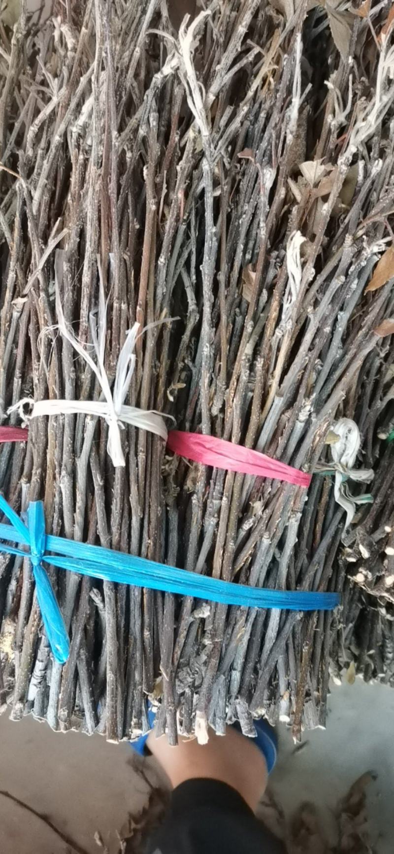 大量现货金蝉卵枝苹果卵枝金蝉种苗量大优惠