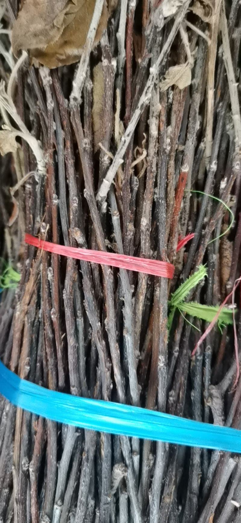 大量现货金蝉卵枝苹果卵枝金蝉种苗量大优惠