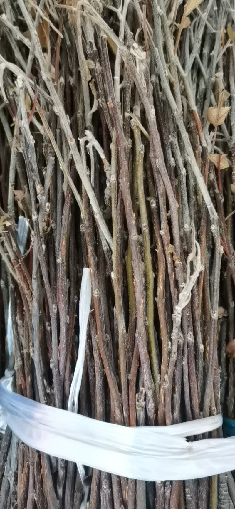 大量现货金蝉卵枝苹果卵枝金蝉种苗量大优惠