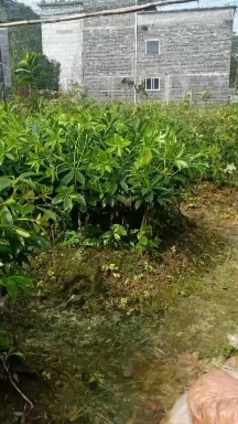 广西藤县古龙大红八角矮化嫁接苗有木王罗马东荣品种