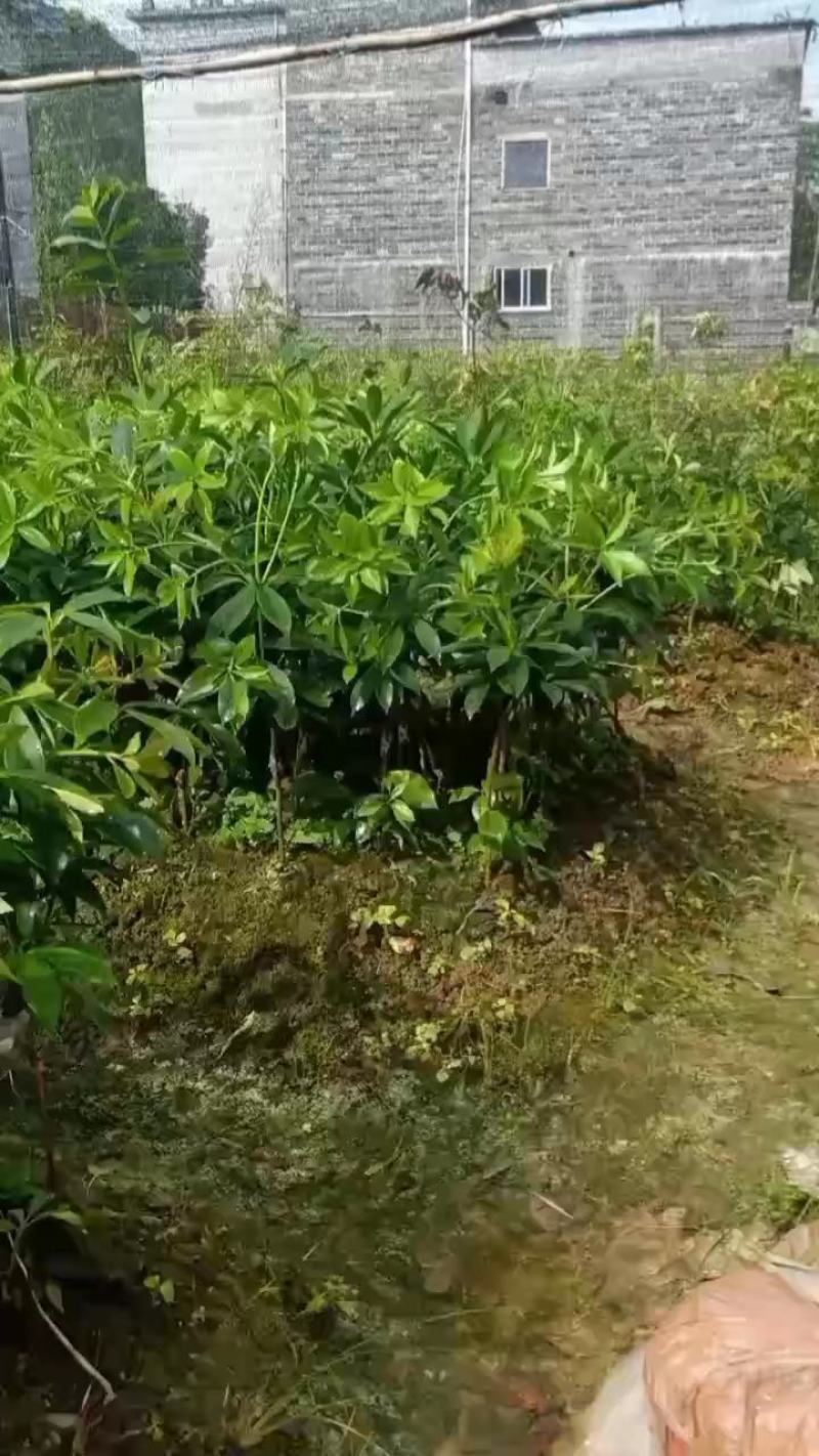 广西藤县古龙大红八角矮化嫁接苗有木王罗马东荣品种