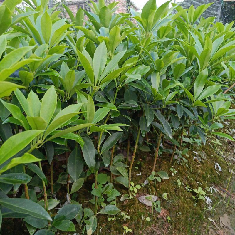 广西藤县古龙大红八角矮化嫁接苗有木王罗马东荣品种