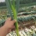【荐】铁杆大葱价格美丽量大从优保质保量欢迎选购