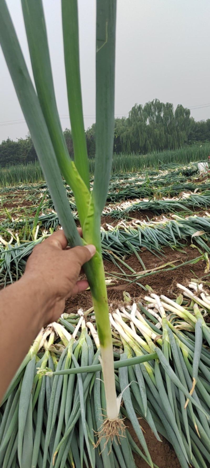 【荐】铁杆大葱价格美丽量大从优保质保量欢迎选购